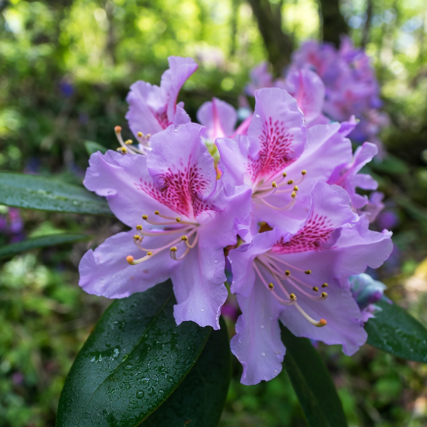紫花杜鹃